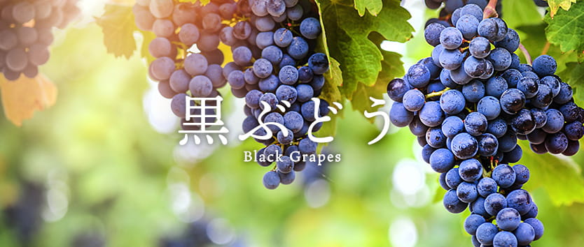 黒ぶどう